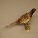 Faisan de chasse, faisan empaillé entier, oiseau empaillé, trophée avec certificat dorigine 90.5.72