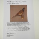 Faisan de chasse, faisan empaillé entier, oiseau empaillé, trophée avec certificat dorigine 90.5.72