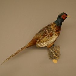 Faisan de chasse, faisan empaillé entier, oiseau empaillé, trophée avec certificat dorigine 90.5.72
