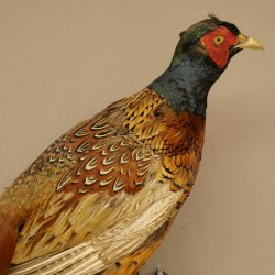Faisan de chasse, faisan empaillé entier, oiseau empaillé, trophée avec certificat dorigine 90.5.72