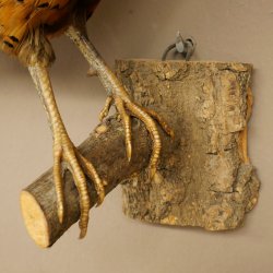 Faisan de chasse, faisan empaillé entier, oiseau empaillé, trophée avec certificat dorigine 90.5.72