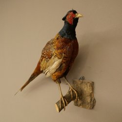 Faisan de chasse, faisan empaillé entier, oiseau empaillé, trophée avec certificat dorigine 90.5.72