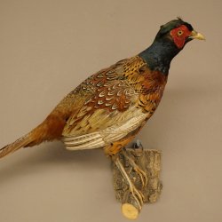 Faisan de chasse, faisan empaillé entier, oiseau empaillé, trophée avec certificat dorigine 90.5.72