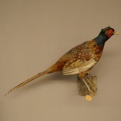 Faisan de chasse, faisan empaillé entier, oiseau empaillé, trophée avec certificat dorigine 90.5.72
