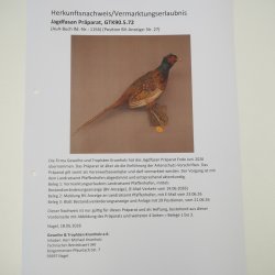 Faisan de chasse, faisan empaillé entier, oiseau empaillé, trophée avec certificat dorigine 90.5.72