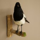 Magpie Taxidermy: Taxidermy specimen with marketing authorization