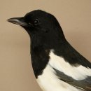 Magpie Taxidermy: Taxidermy specimen with marketing authorization