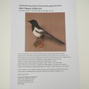 Magpie Taxidermy: Taxidermy specimen with marketing authorization