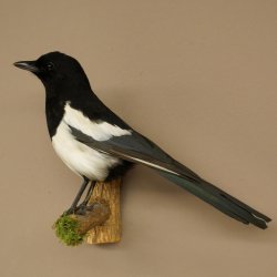 Magpie Taxidermy: Taxidermy specimen with marketing authorization