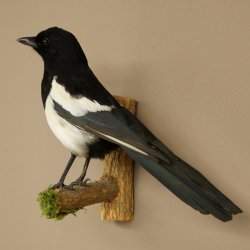 Magpie Taxidermy: Taxidermy specimen with marketing authorization