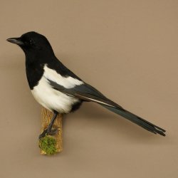 Magpie Taxidermy: Taxidermy specimen with marketing authorization