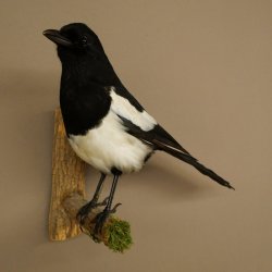 Magpie Taxidermy: Taxidermy specimen with marketing authorization