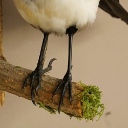 Magpie Taxidermy: Taxidermy specimen with marketing authorization