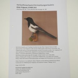 Magpie Taxidermy: Taxidermy specimen with marketing authorization