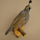 Caille à crête – Spécimen entier – Spécimen doiseau – En vente libre