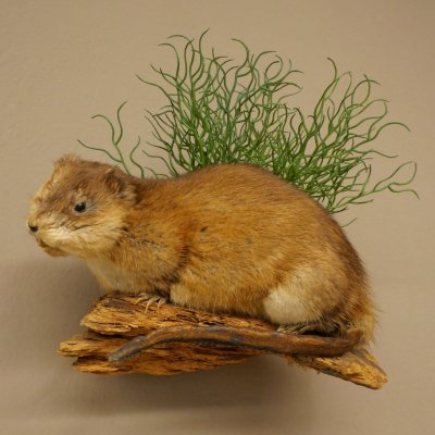 Bisamratte Ratte Präparat Deko präpariert Tierpräparat 89.20.18