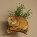 Bisamratte Ratte Präparat Deko präpariert...