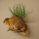 Bisamratte Ratte Präparat Deko präpariert Tierpräparat 89.20.18