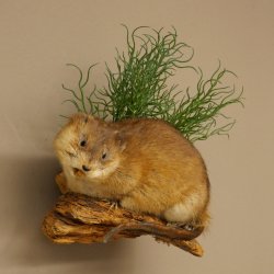 Bisamratte Ratte Präparat Deko präpariert Tierpräparat 89.20.18