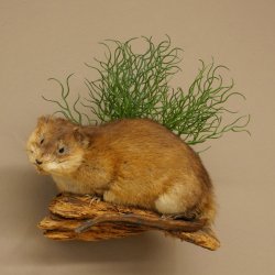 Bisamratte Ratte Präparat Deko präpariert Tierpräparat 89.20.18