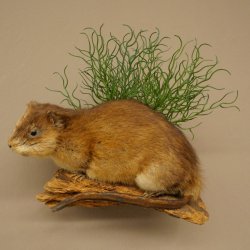 Bisamratte Ratte Präparat Deko präpariert Tierpräparat 89.20.18