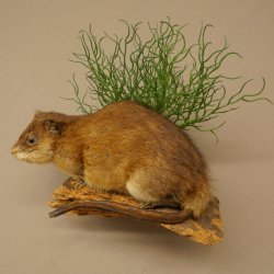Bisamratte Ratte Präparat Deko präpariert Tierpräparat 89.20.18