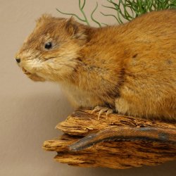 Bisamratte Ratte Präparat Deko präpariert Tierpräparat 89.20.18