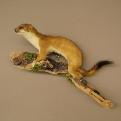 Hermelijn, wezel, zomervacht, opgezette dier, hoogte 18 cm, opgezette dier 89.2.98