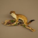 Hermelijn, wezel, zomervacht, opgezette dier, hoogte 18 cm, opgezette dier 89.2.98