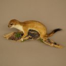 Hermelijn, wezel, zomervacht, opgezette dier, hoogte 18 cm, opgezette dier 89.2.98
