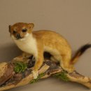 Hermelijn, wezel, zomervacht, opgezette dier, hoogte 18 cm, opgezette dier 89.2.98