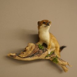 Hermelijn, wezel, zomervacht, opgezette dier, hoogte 18 cm, opgezette dier 89.2.98