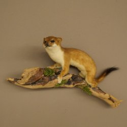 Hermelijn, wezel, zomervacht, opgezette dier, hoogte 18 cm, opgezette dier 89.2.98