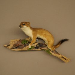 Hermelijn, wezel, zomervacht, opgezette dier, hoogte 18 cm, opgezette dier 89.2.98