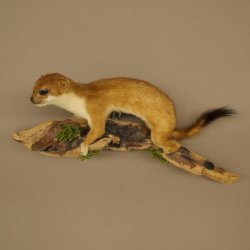 Hermelijn, wezel, zomervacht, opgezette dier, hoogte 18 cm, opgezette dier 89.2.98