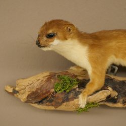 Hermelijn, wezel, zomervacht, opgezette dier, hoogte 18 cm, opgezette dier 89.2.98