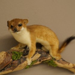 Hermelijn, wezel, zomervacht, opgezette dier, hoogte 18 cm, opgezette dier 89.2.98