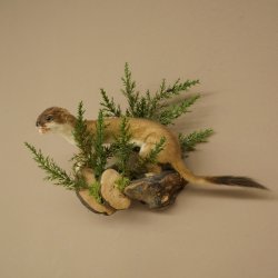Hermelin Wiesel Sommer Fell Präparat Höhe 23 cm Tierpräparat 89.2.99