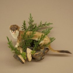 Hermelin Wiesel Sommer Fell Präparat Höhe 23 cm Tierpräparat 89.2.99