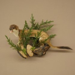 Hermelin Wiesel Sommer Fell Präparat Höhe 23 cm Tierpräparat 89.2.99