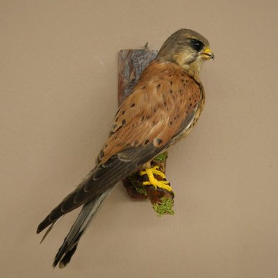 Faucon crécerelle, faucon, oiseau, animal empaillé, spécimen empaillé dont la vente est autorisée
