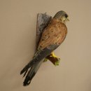 Faucon crécerelle, faucon, oiseau, animal empaillé, spécimen empaillé dont la vente est autorisée