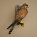 Faucon crécerelle, faucon, oiseau, animal empaillé, spécimen empaillé dont la vente est autorisée