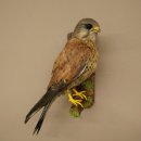 Faucon crécerelle, faucon, oiseau, animal empaillé, spécimen empaillé dont la vente est autorisée