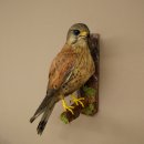Faucon crécerelle, faucon, oiseau, animal empaillé, spécimen empaillé dont la vente est autorisée