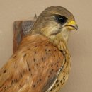 Faucon crécerelle, faucon, oiseau, animal empaillé, spécimen empaillé dont la vente est autorisée