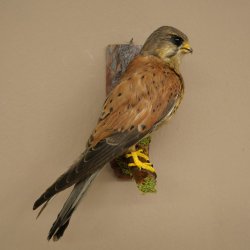 Faucon crécerelle, faucon, oiseau, animal empaillé, spécimen empaillé dont la vente est autorisée