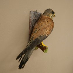 Faucon crécerelle, faucon, oiseau, animal empaillé, spécimen empaillé dont la vente est autorisée