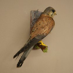 Faucon crécerelle, faucon, oiseau, animal empaillé, spécimen empaillé dont la vente est autorisée