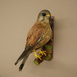 Faucon crécerelle, faucon, oiseau, animal empaillé, spécimen empaillé dont la vente est autorisée